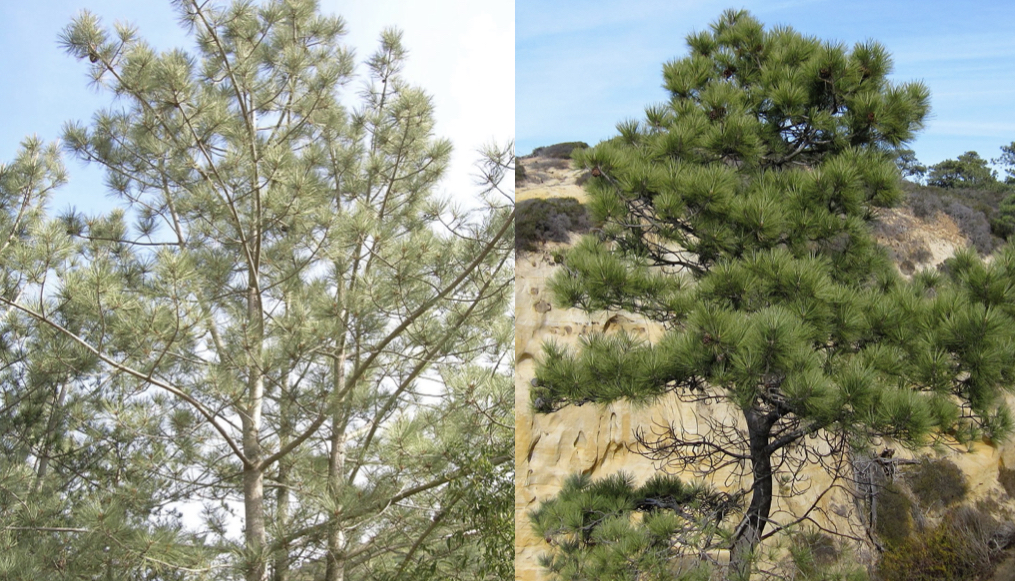 Two variants, Torrey Pine